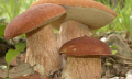 Autorizzazione raccolta funghi epigei